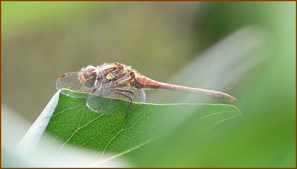 Gemeine Heidelibelle (Sympetrum vulgatum)