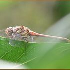 Gemeine Heidelibelle (Sympetrum vulgatum)