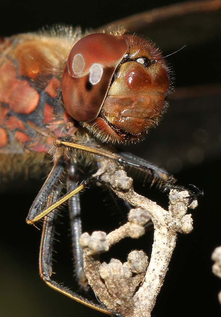 Gemeine Heidelibelle (Sympetrum vulgatum)