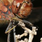 Gemeine Heidelibelle (Sympetrum vulgatum)