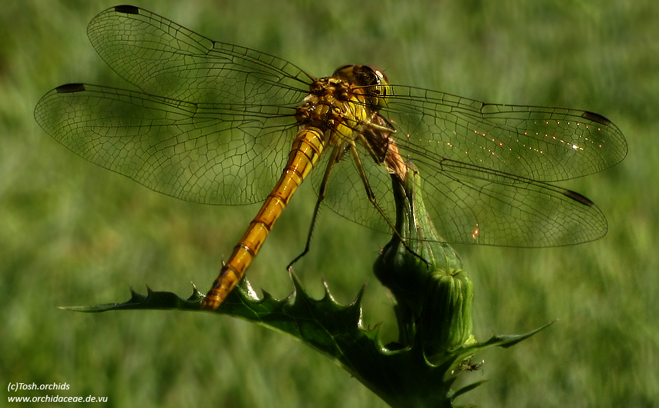 Gemeine Heidelibelle (Sympetrum vulgatum)