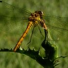 Gemeine Heidelibelle (Sympetrum vulgatum)