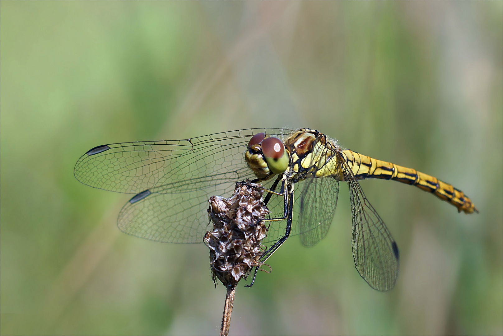 Gemeine Heidelibelle (Sympetrum vulgatum).