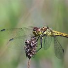 Gemeine Heidelibelle (Sympetrum vulgatum).