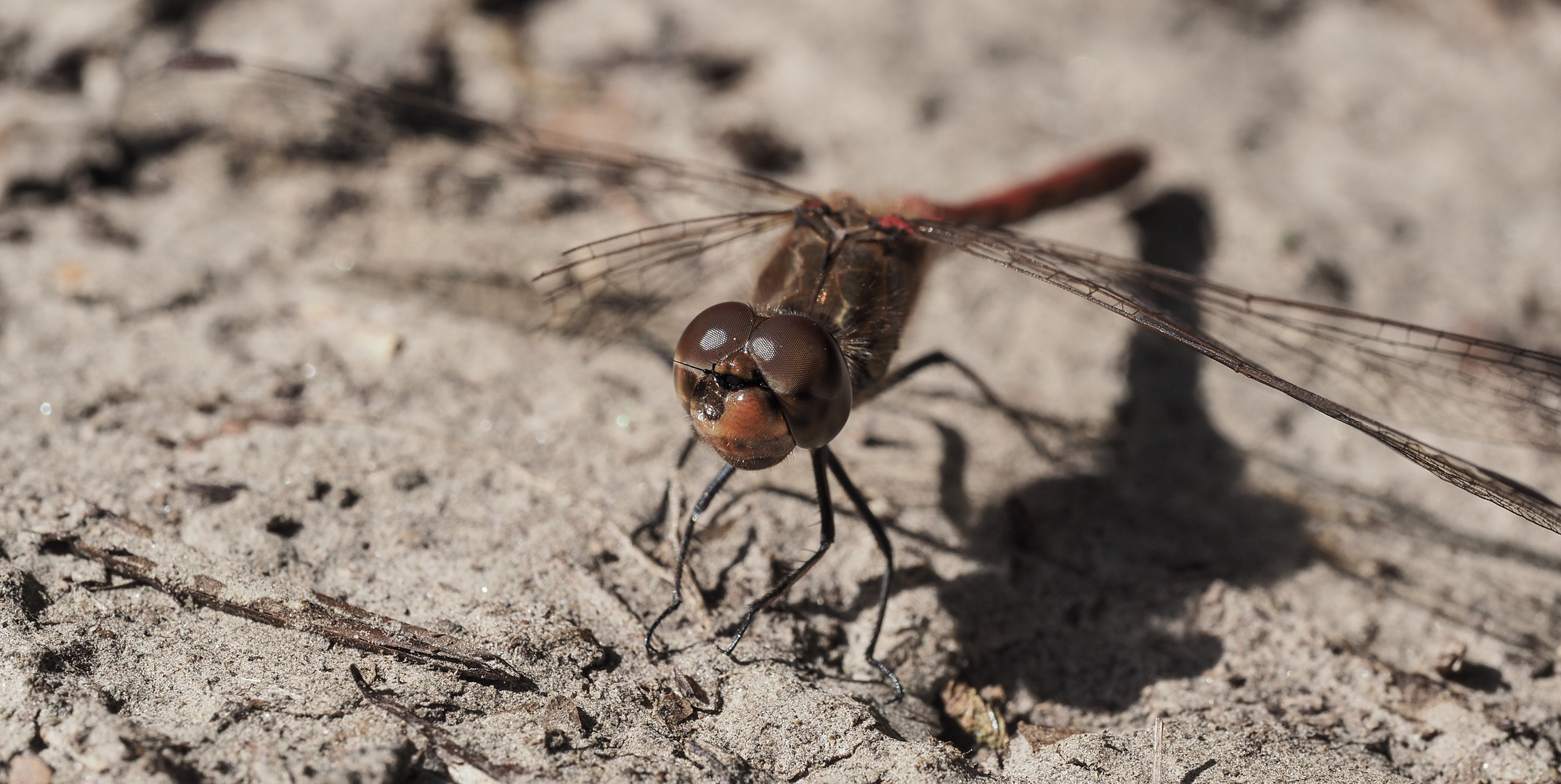 Gemeine Heidelibelle (Sympetrum vulgatum)