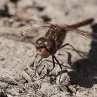 Gemeine Heidelibelle (Sympetrum vulgatum)