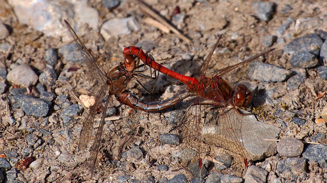 Gemeine Heidelibelle (Sympetrum vulgatum)