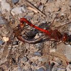 Gemeine Heidelibelle (Sympetrum vulgatum)