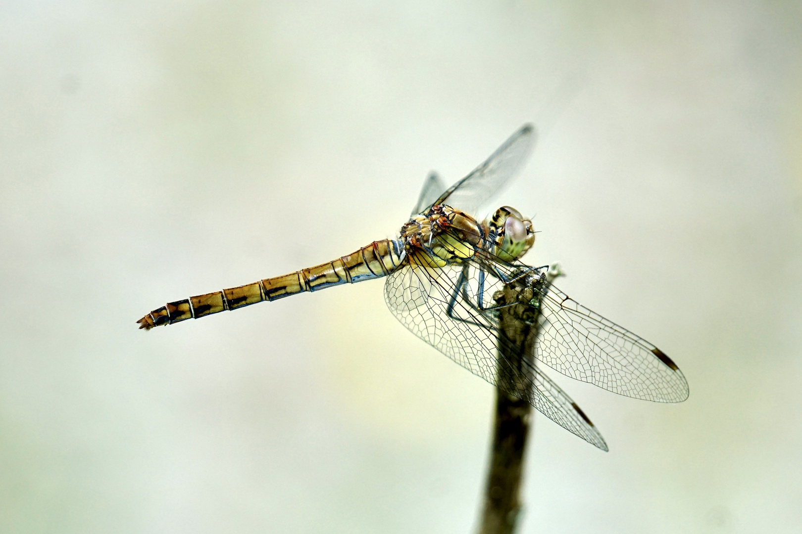 Gemeine Heidelibelle (Sympetrum vulgatum)