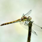 Gemeine Heidelibelle (Sympetrum vulgatum)