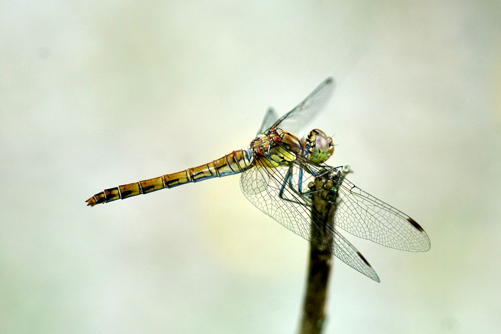 Gemeine Heidelibelle (Sympetrum vulgatum)