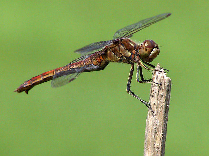 Gemeine Heidelibelle - Sympetrum vulgatum