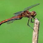 Gemeine Heidelibelle - Sympetrum vulgatum