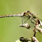 Gemeine Heidelibelle (Sympetrum vulgatum)