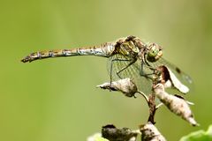 Gemeine Heidelibelle (Sympetrum vulgatum)