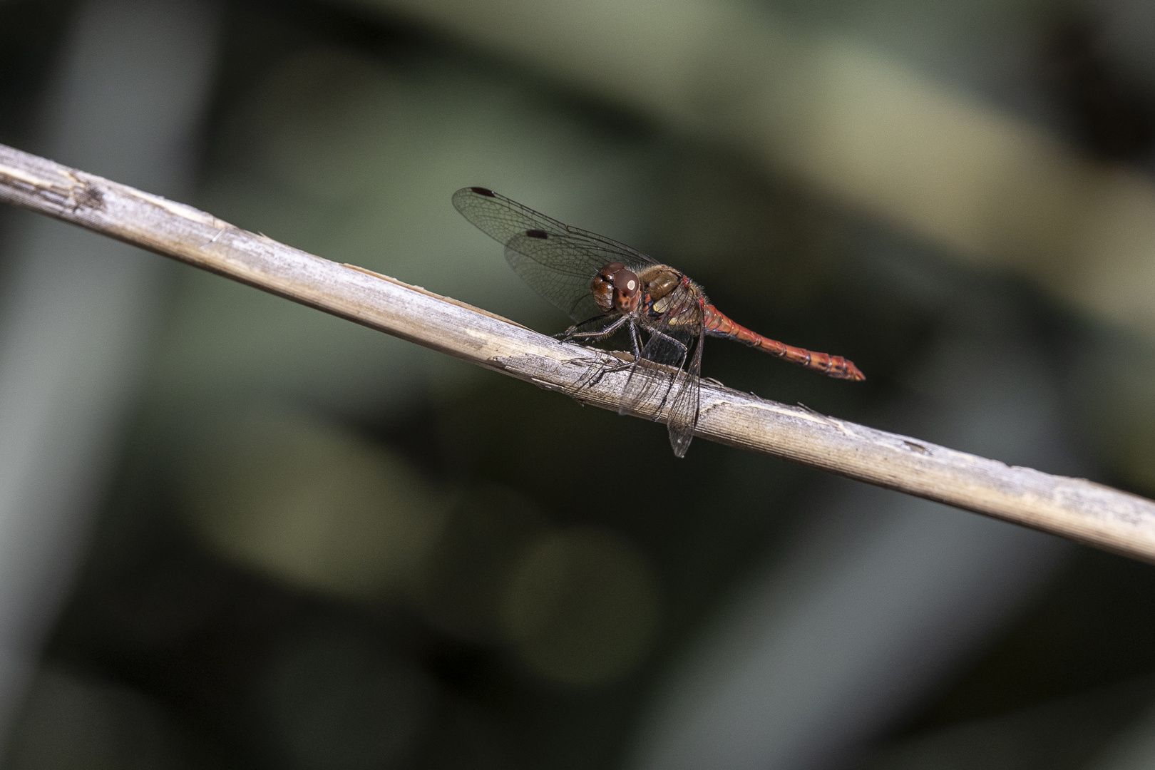 Gemeine Heidelibelle (Sympetrum vulgatum): 