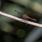 Gemeine Heidelibelle (Sympetrum vulgatum): 