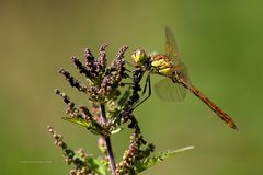 Gemeine Heidelibelle (Sympetrum vulgatum)