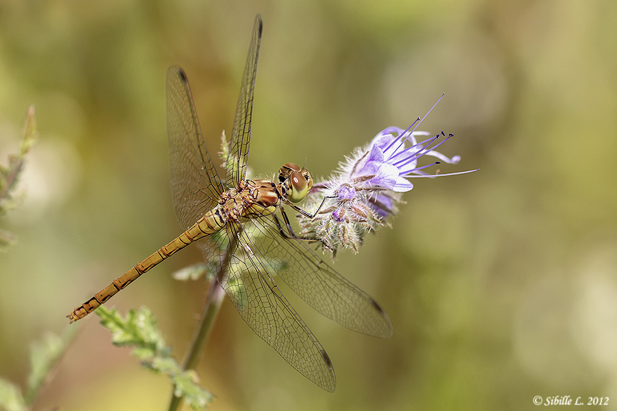 Gemeine Heidelibelle (Sympetrum vulgatum)