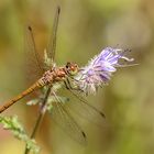 Gemeine Heidelibelle (Sympetrum vulgatum)