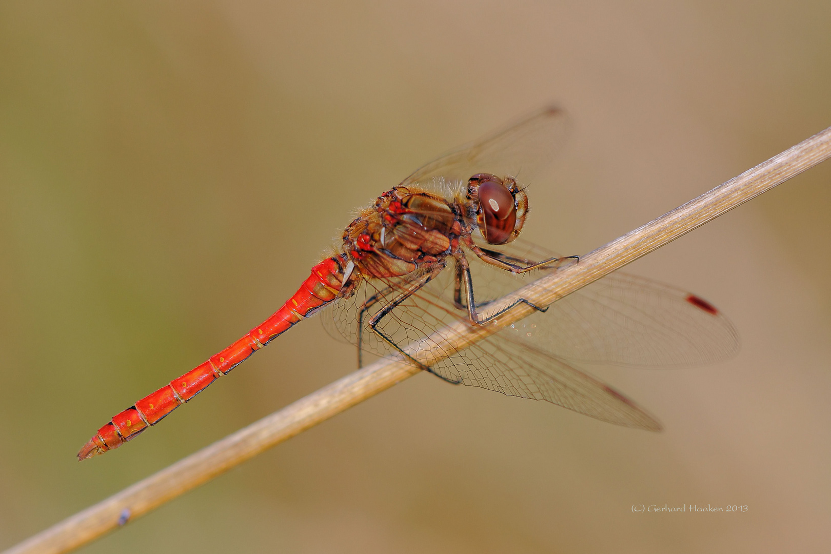 Gemeine Heidelibelle (Sympetrum vulgatum)