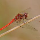 Gemeine Heidelibelle (Sympetrum vulgatum)