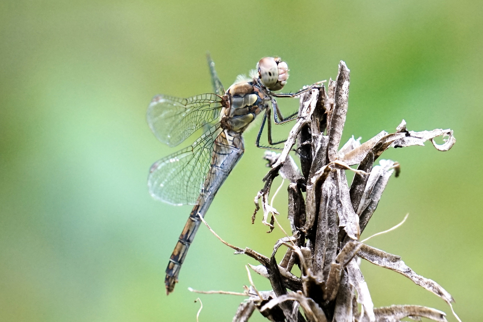 Gemeine Heidelibelle (Sympetrum vulgatum)