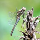 Gemeine Heidelibelle (Sympetrum vulgatum)