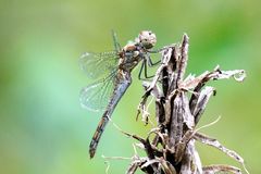 Gemeine Heidelibelle (Sympetrum vulgatum)