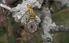 Gemeine Heidelibelle (Sympetrum vulgatum)