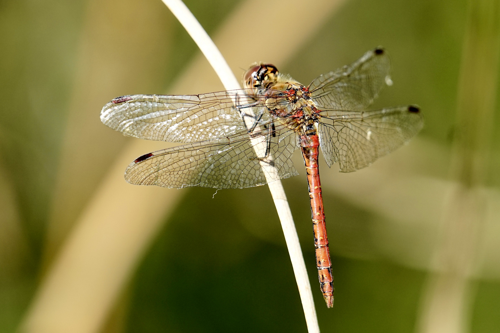 Gemeine Heidelibelle (Sympetrum vulgatum)