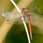 Gemeine Heidelibelle (Sympetrum vulgatum)