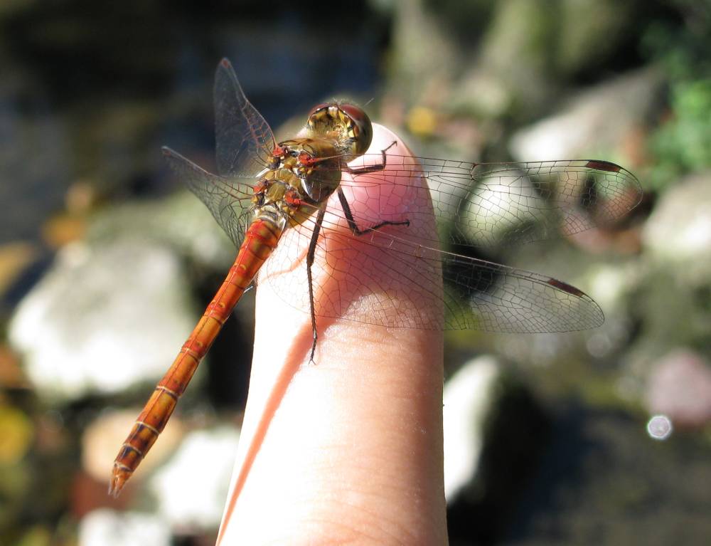 Gemeine Heidelibelle (Sympetrum vulgatum)