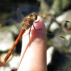 Gemeine Heidelibelle (Sympetrum vulgatum)