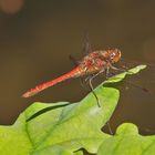 Gemeine Heidelibelle (Sympetrum vulgatum)