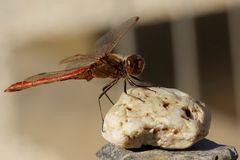 Gemeine Heidelibelle (Sympetrum vulgatum)