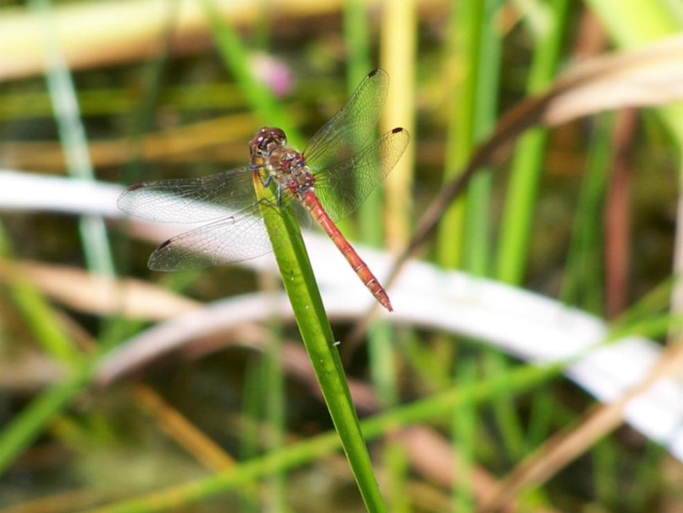 Gemeine Heidelibelle (Sympetrum vulgatum)