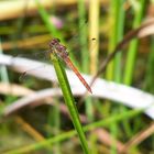 Gemeine Heidelibelle (Sympetrum vulgatum)