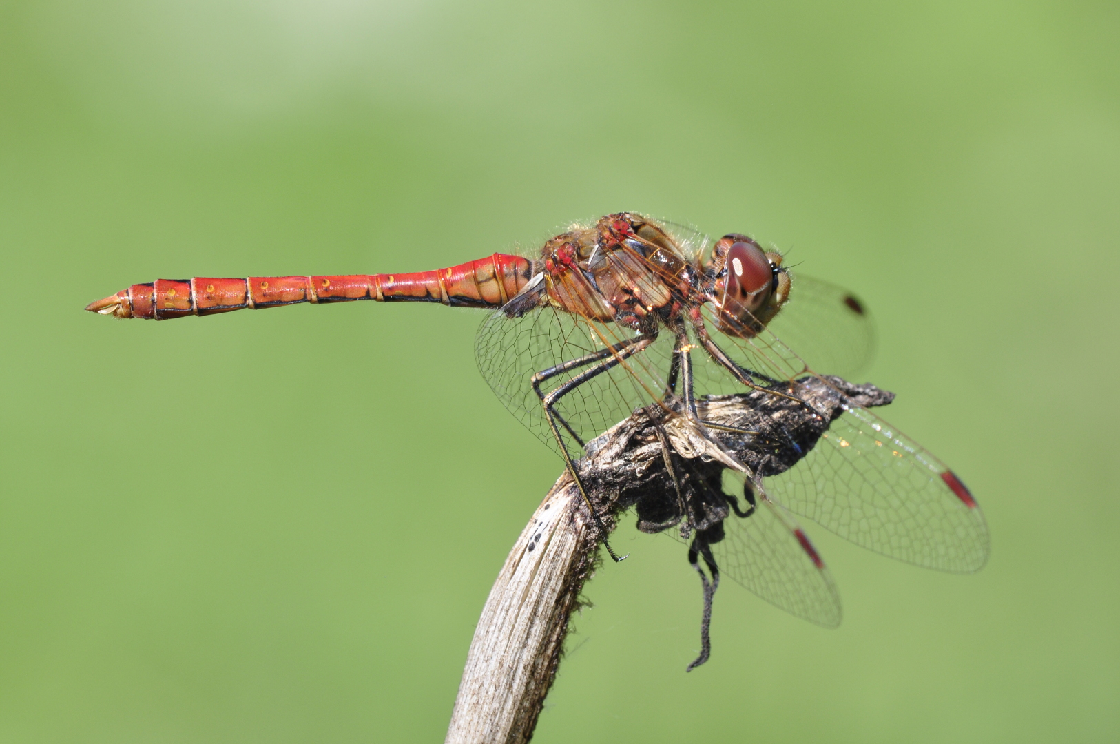 Gemeine Heidelibelle (Sympetrum vulgatum)