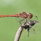 Gemeine Heidelibelle (Sympetrum vulgatum)