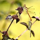 Gemeine Heidelibelle (Sympetrum vulgatum)