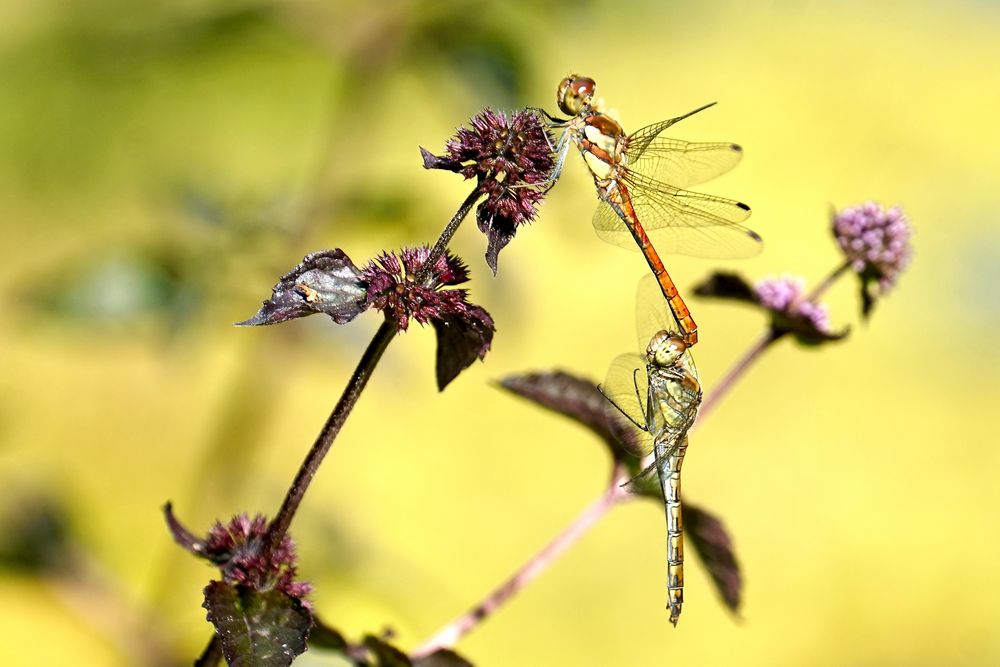 Gemeine Heidelibelle (Sympetrum vulgatum)