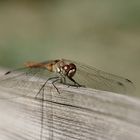 Gemeine Heidelibelle (Sympetrum vulgatum) III