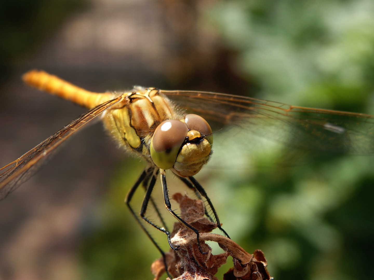 Gemeine Heidelibelle (Sympetrum vulgatum) - Männchen