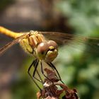 Gemeine Heidelibelle (Sympetrum vulgatum) - Männchen