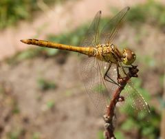 Gemeine Heidelibelle (Sympetrum vulgatum) - Männchen