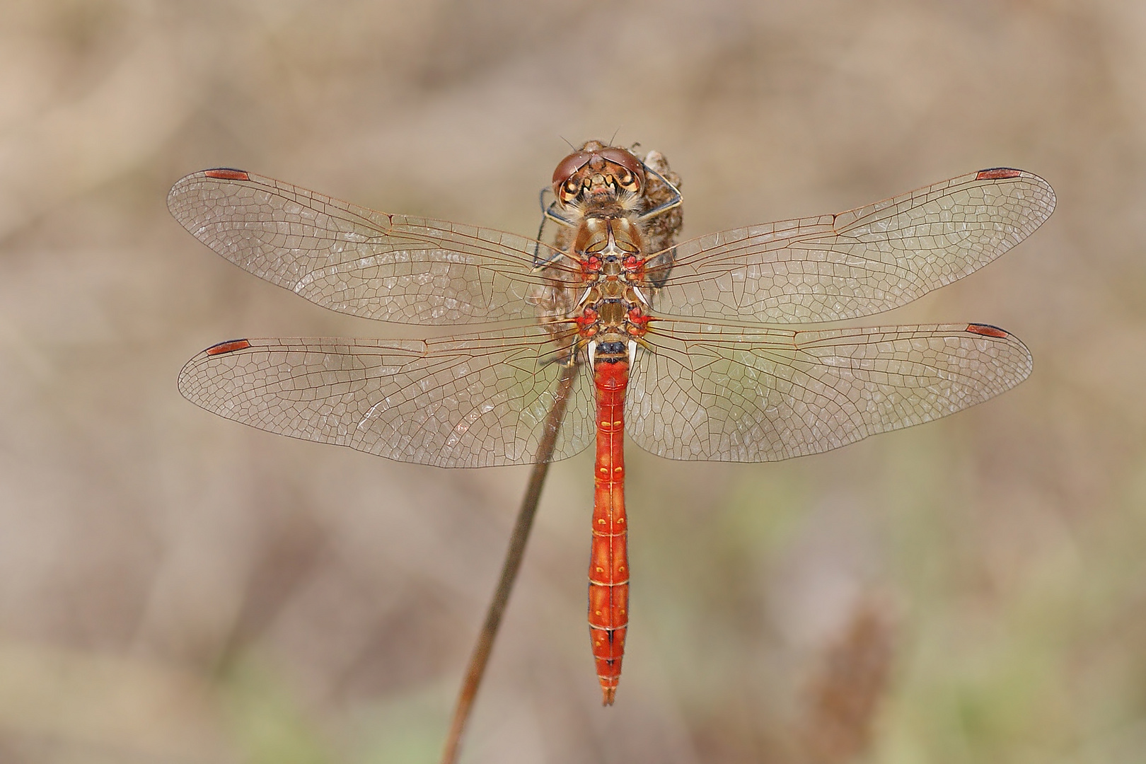 Gemeine Heidelibelle (Sympetrum vulgatum), Männchen