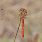 Gemeine Heidelibelle (Sympetrum vulgatum), Männchen