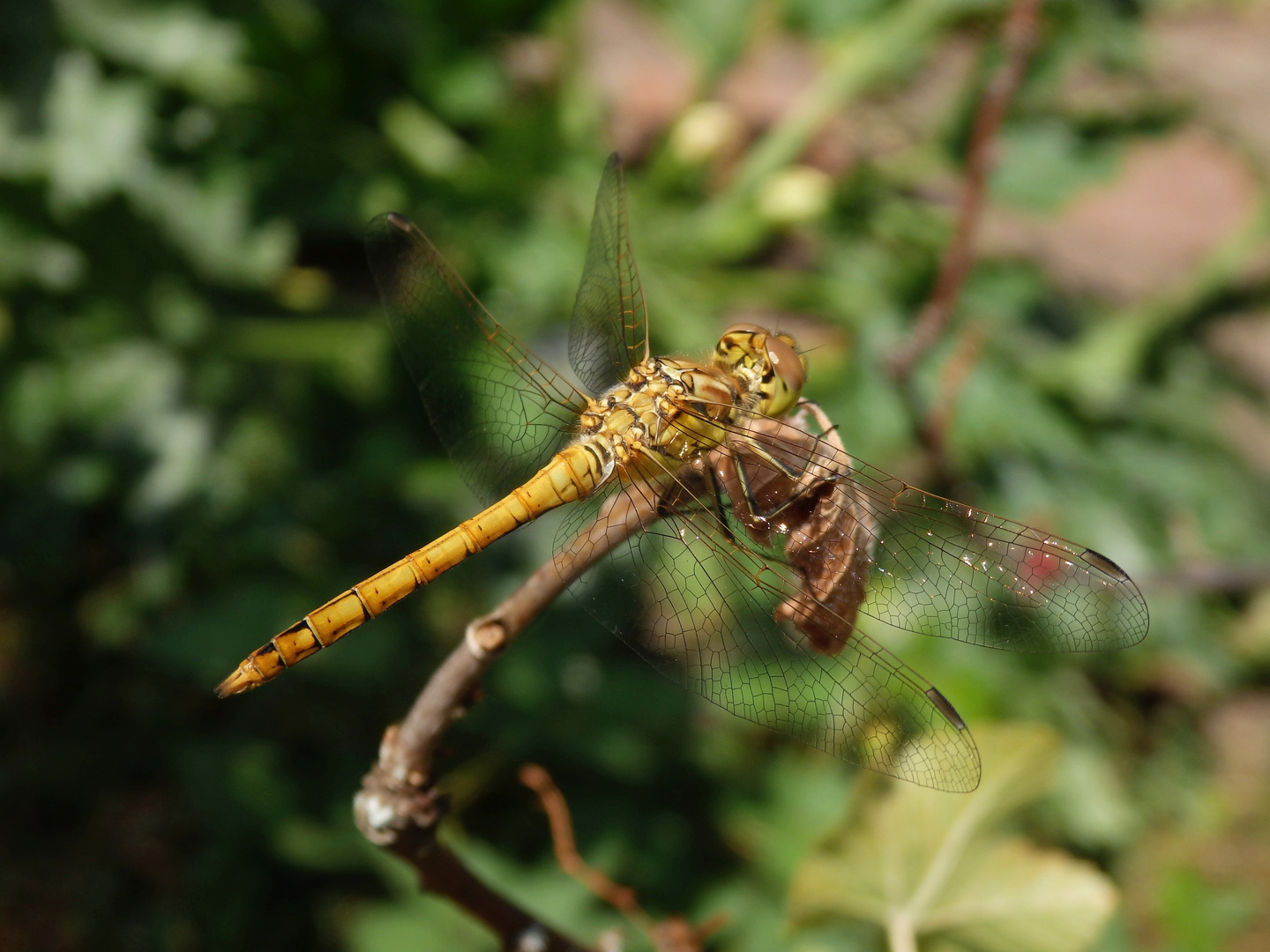 Gemeine Heidelibelle (Sympetrum vulgatum) - Männchen