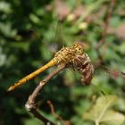 Gemeine Heidelibelle (Sympetrum vulgatum) - Männchen